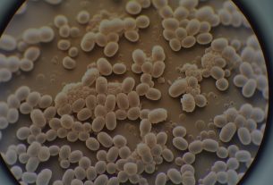 The Versatile World of Kveik Yeast: Unlocking Its Potential in Brewing and Beyond