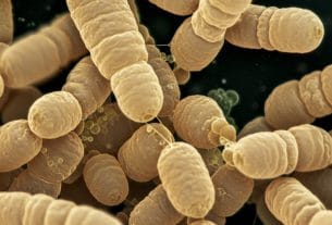 Is Saccharomyces a mold?