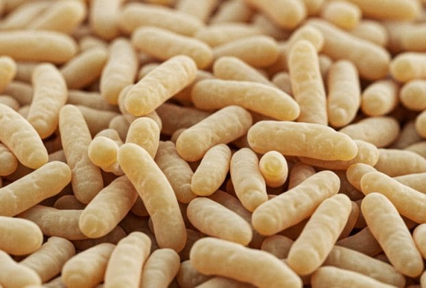 Is kveik a Saccharomyces?
